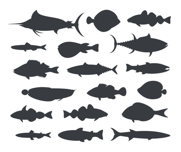 illustrations, cliparts, dessins animés et icônes de silhouette de poissons. poisson isolé sur fond blanc - rockfish