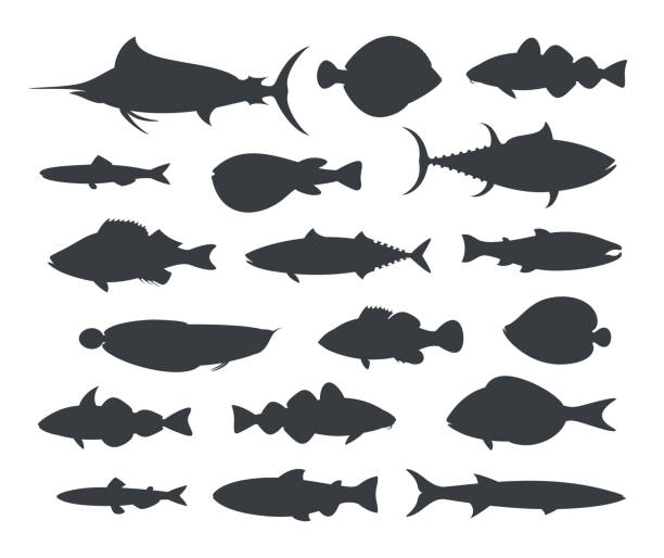 Fish silhouette. Isolated fish on white background EPS 10. Vector illustration ocean perch stock illustrations