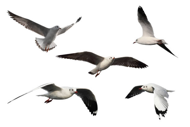 istock set of seagulls isolated on white background - clipping paths 1062929394