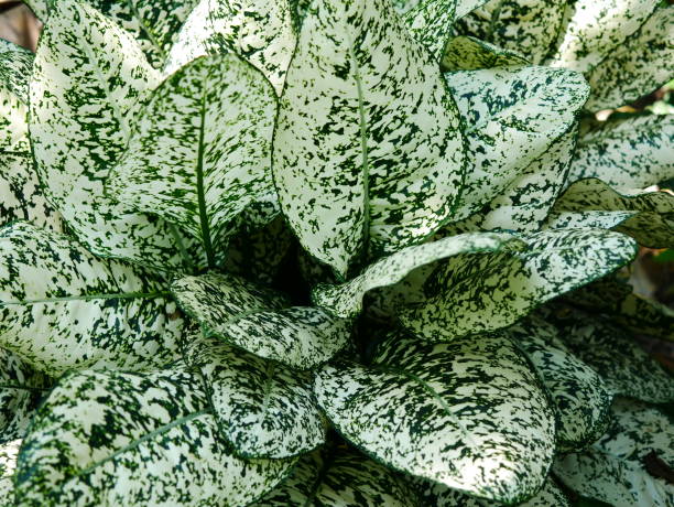 istock Green lead Dieffenbachia 1062929412