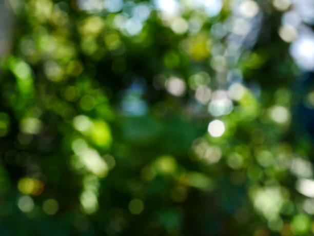 istock Abstract defocused green nature in garden 1062929472