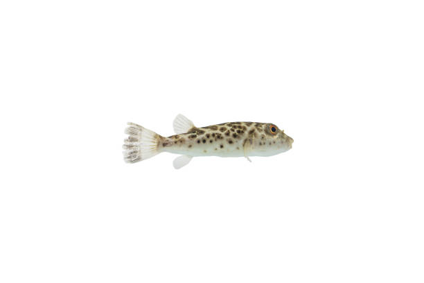 istock puffer Aquarium Fish isolated on white background 1062932752