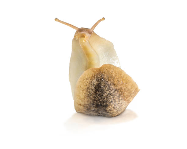 istock Macro of big Slug isolated on white background 1062932898