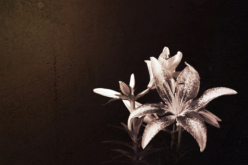 Lily flower on dark grunge background