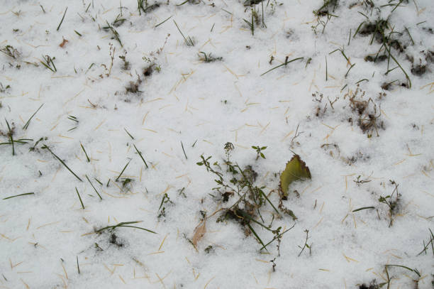 istock Texture, background, autumn bright yellow larch needles and green grass under the first winter snow 1062935516