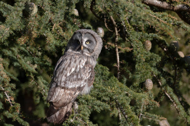 istock Bird of prey 1062936868