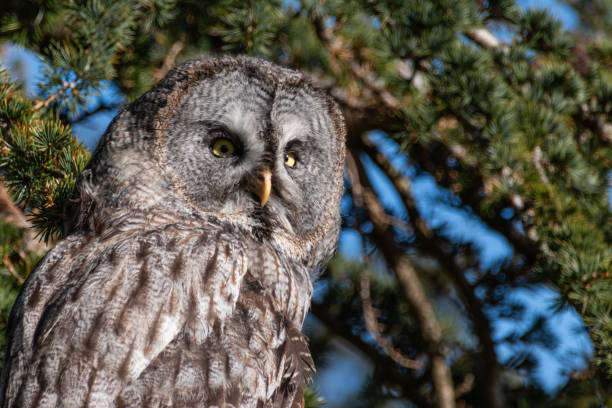 istock Bird of prey 1062936892