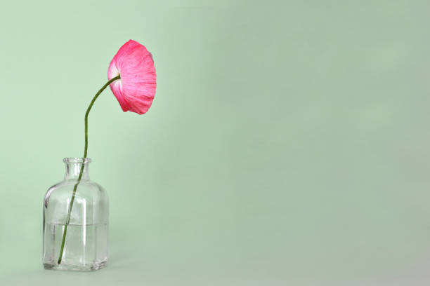 istock Pink poppy flower in vase with copy space 1062937296