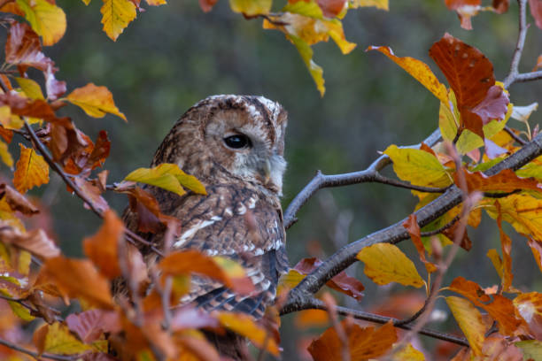 istock Bird of prey 1062937342