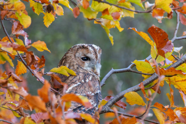 istock Bird of prey 1062937436