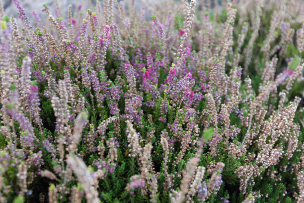 istock Purple tender blooming wild plant 1062937474