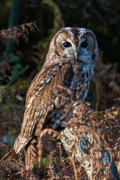 istock Bird of prey 1062937586