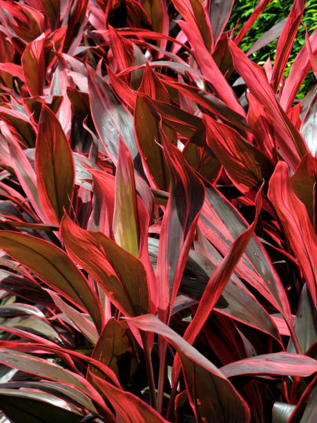 istock tropical red leaf flower in garden 1062937798