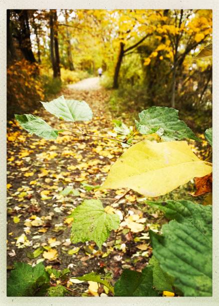 Leaf covered trail with tiny person Defocused in the background.   iPhone