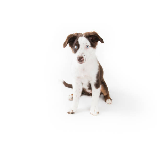 istock Sweet Red Tri Mismark  Puppy 1062941412