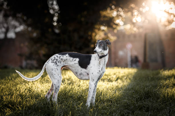 Whippet dog full length portrait at park