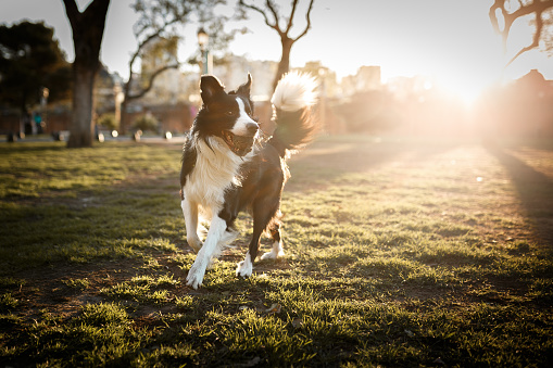 Cute border collie dog playing with ball at sunset