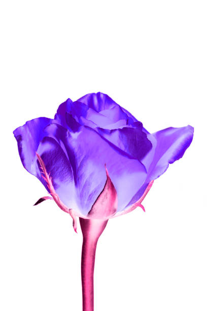istock Tulip, in a graphic design 1062944170