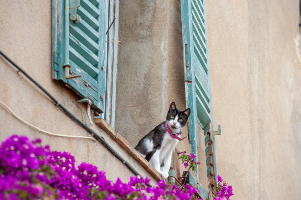 istock Cat is sitting in the window in Grimaud village 1062947520