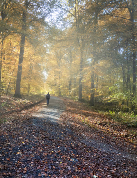 istock hiking in the autumn forest 1062948394