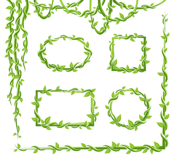 리아 나 프레임 컬렉션 집합을 둡니다. 벡터 - backgrounds ivy leaf green stock illustrations