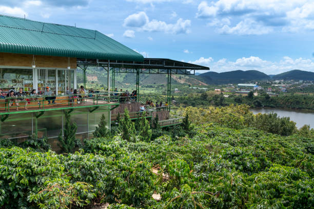 A cafe in the coffee farm near Da Lat city in Vietnam with the scenic view of coffee plantation garden in Da Lat. Me Linh cafe, Da Lat Town, Lam Dong province, Vietnam - October 13, 2018: A cafe in the coffee farm near Da Lat city in Vietnam with the scenic view of coffee plantation garden in Da Lat. dalat stock pictures, royalty-free photos & images