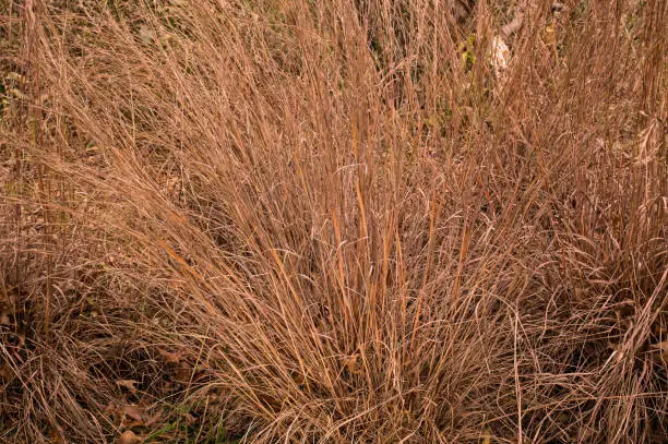 Little bluestem on a cloudy Autumn day. Also known as Schizachyrium scoparium or beard grass, it is a North American prairie grass native to most of the United States. In the fall it turns a wine red.