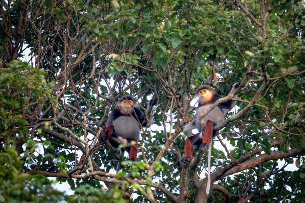 Red-shanked Douc- Langur on Son Tra peninsula in Da Nang City, Vietnam