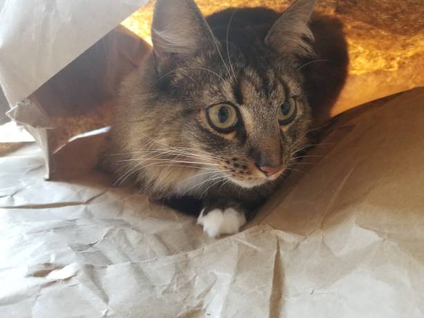 istock Kitty cat hiding in paper fortress 1062957294