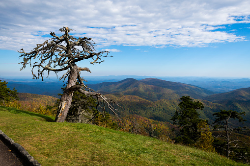 Autumn landscape and a dead, weathered tree at Laurel Knob Overlook on the Blue Ridge Parkway near Asheville, North Carolina