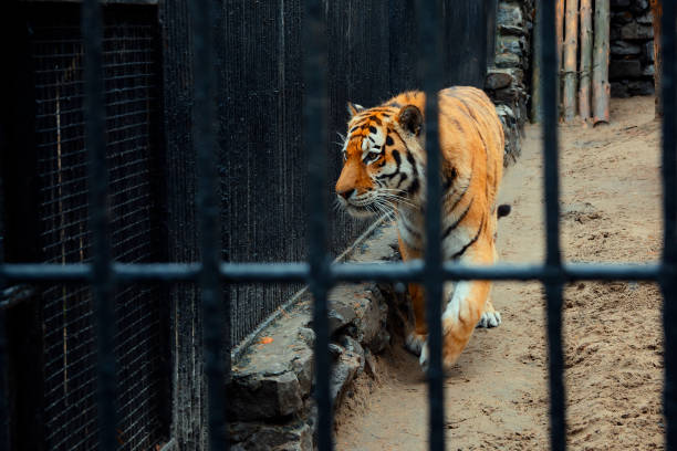 istock Tiger walking in the zoo along the lattice 1062957566