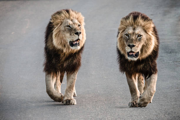 primo primo di due leoni maschi che camminano fianco a fianco - addo elephant national park foto e immagini stock