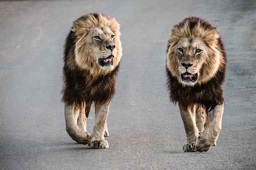 Close-up of a pair of male lions (Panthera Leo) walking next to each other on a tar road in the Addo Elephant National Park in South Africa