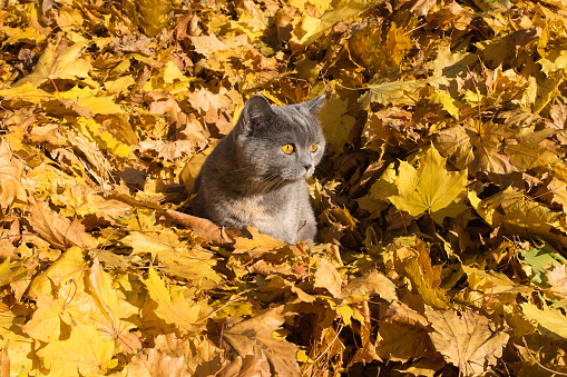 Cat, Autumn, Maple, Lieves