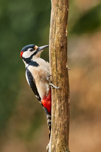 istock Male great-spotted woodpecker (Dendrocopos major) 1062958510