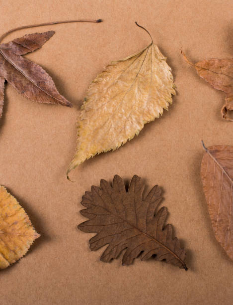 istock Dry Autumn leaves on a paper texture 1062959350