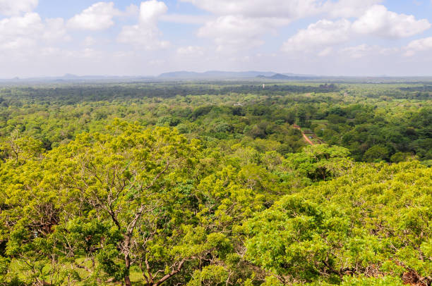 istock View over a forest area in Sri Lanka. 1062960154