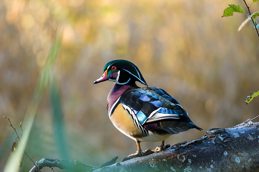 Woodduck resting on a log in the pond in the marsh.