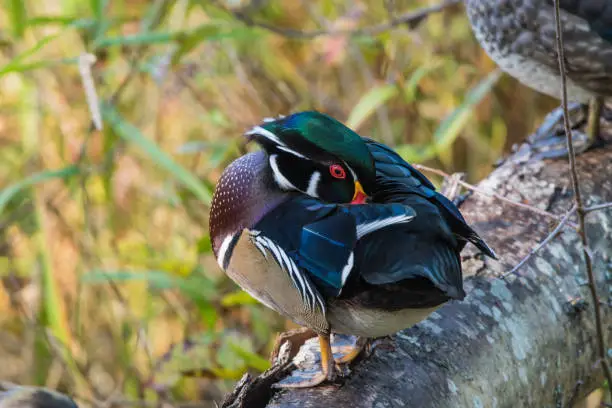 Woodduck resting on a log in the pond in the marsh.