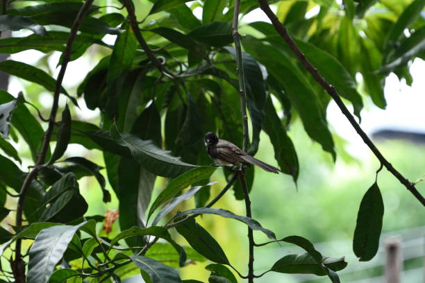 istock Malaysian pied fantail 1062960806