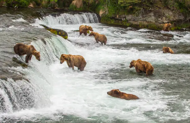 Brown bears in Alaska gather around Brooks waterfalls for the start of the salmon run in Katmai National park.