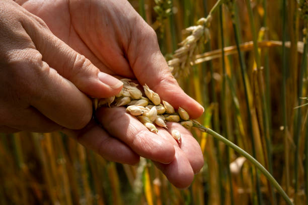 istock a farmer checks his crop 1062964758