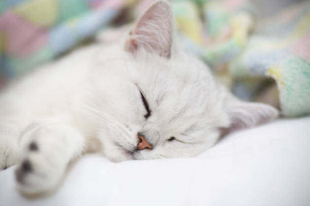 istock Beautiful cat breed Scottish straight chinchilla sleeping 1062965260