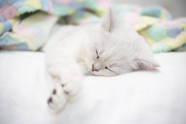 istock Beautiful cat breed Scottish straight chinchilla sleeping 1062965400