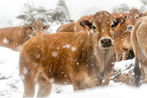 Cows and veals under a snowstorm