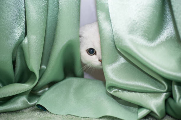 Beautiful young cat, breed Scottish chinchilla straight