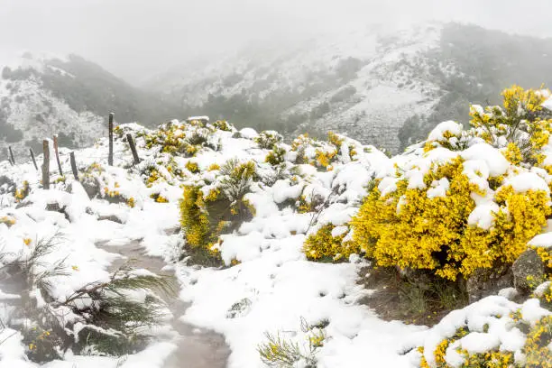 Yellow brooms under the snow in the Cevennes
