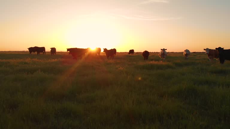 LENS FLARE Warm evening sun shines on herd of cows grazing in grassy countryside