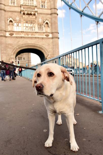istock Labrador Retriever on Tower Bridge 1062973560