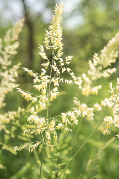 istock Wild Grasses in Bloom 1062973822